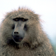 An olive baboon, the same species used in the study.